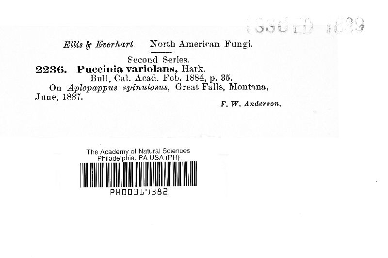 Puccinia variolans image