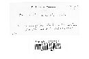 Puccinia xanthii image