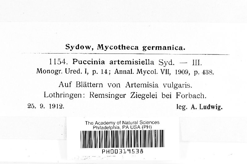 Puccinia artemisiella image