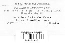 Puccinia libanotidis image