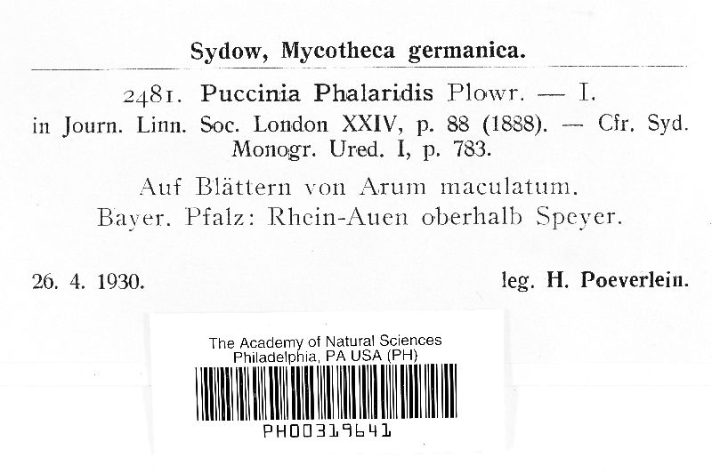 Puccinia sessilis image