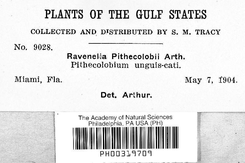 Ravenelia pithecolobii image