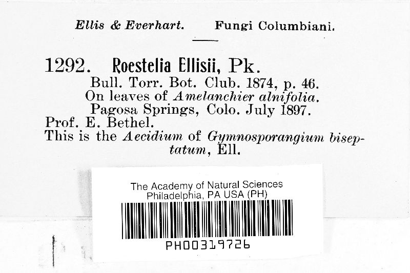 Roestelia ellisii image