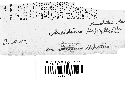 Tranzschelia pruni-spinosae image