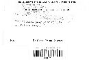 Trichobasis polygonorum image