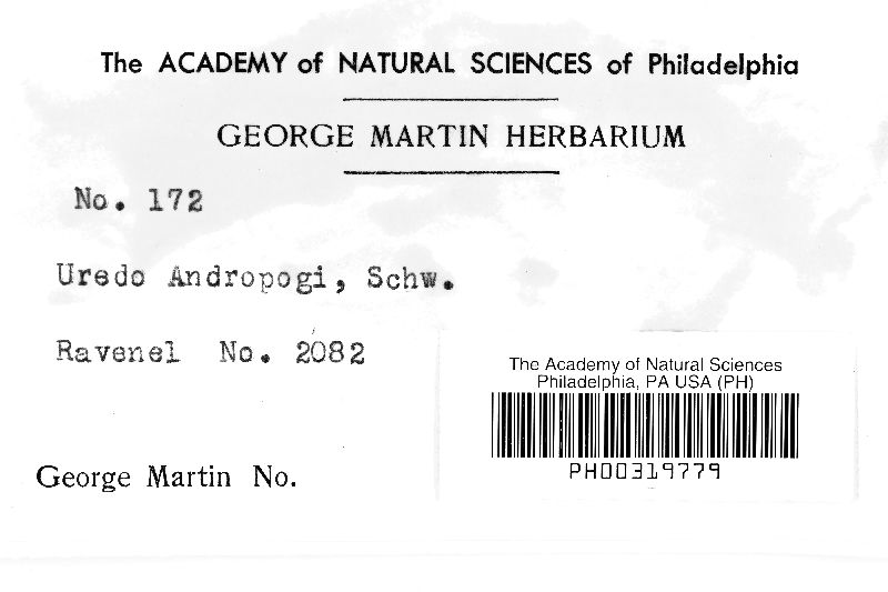 Uredo andropogonis image