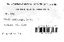 Uredo andropogonis image