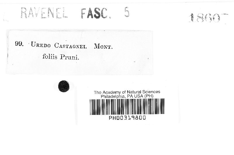 Uredo castagnei image