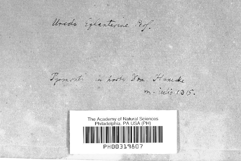 Uredo eglanteriae image