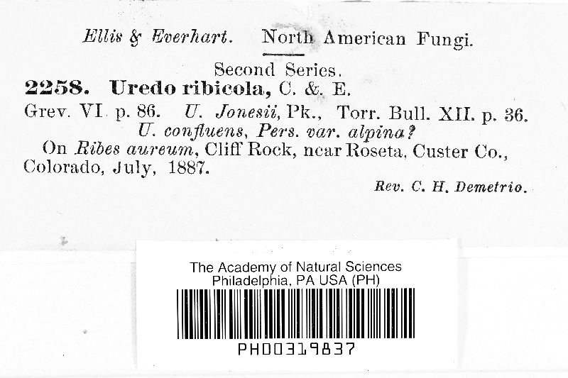 Uredo ribicola image