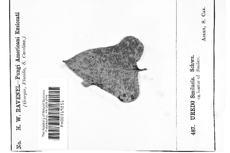 Uredo smilacis image