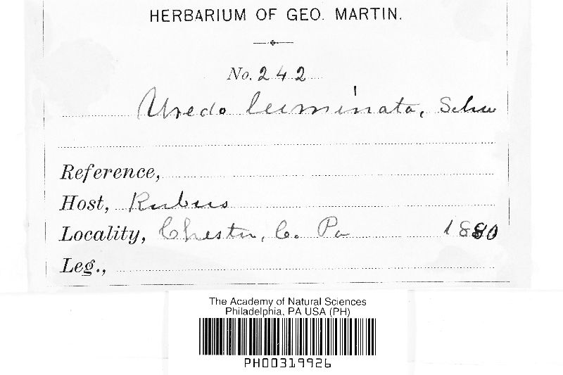 Uredo luminata image