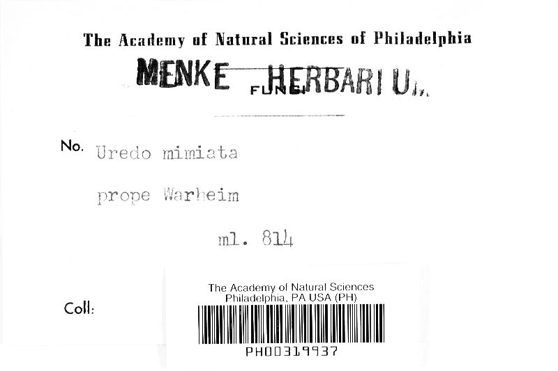 Uredo miniata image