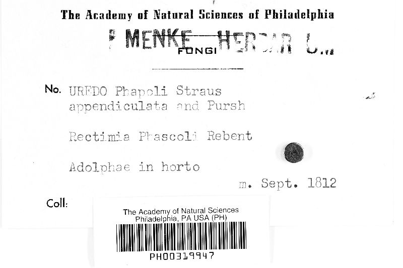 Uredo phaseoli image