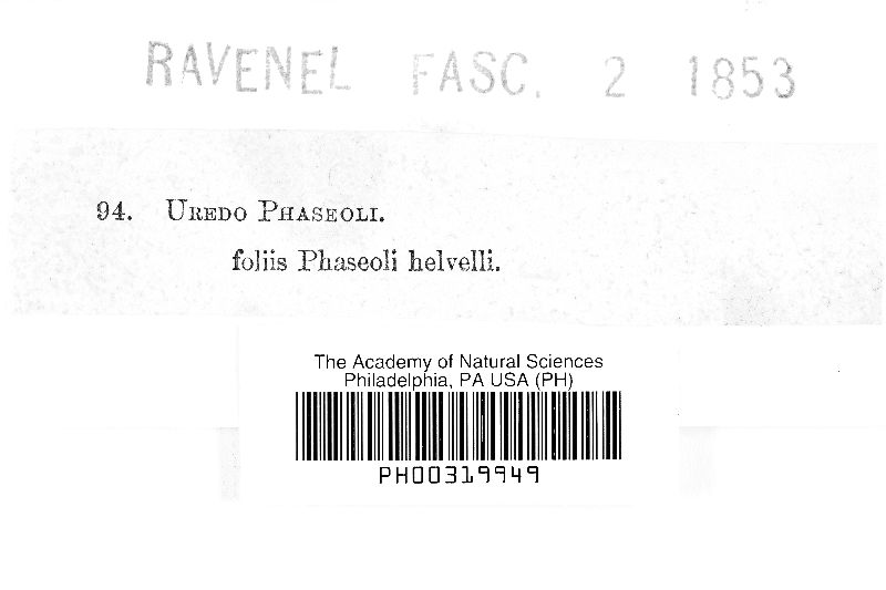 Uredo phaseoli image