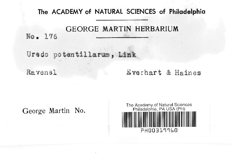 Uredo potentillarum image