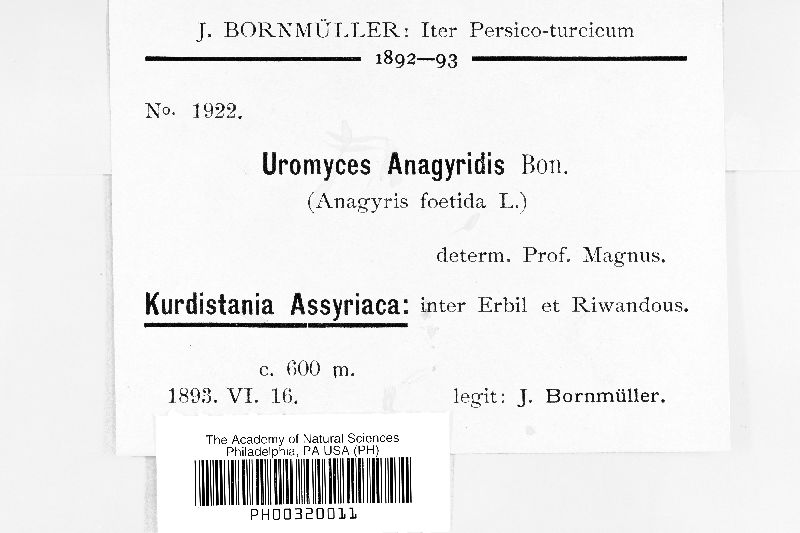 Uromyces anagyridis image