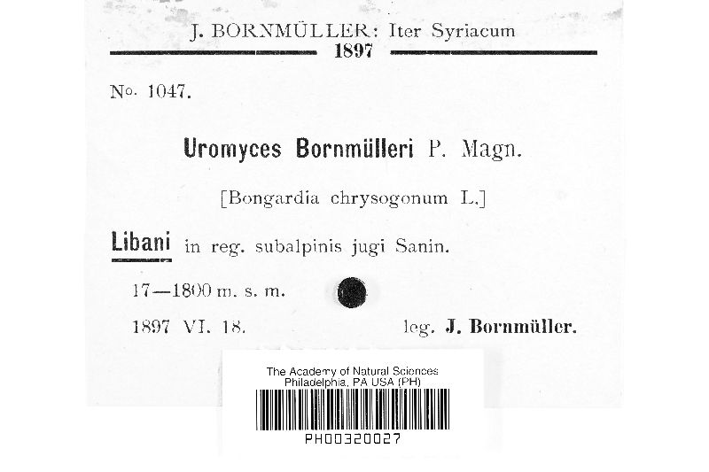 Uromyces bornmuelleri image