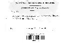 Uromyces liliacearum image