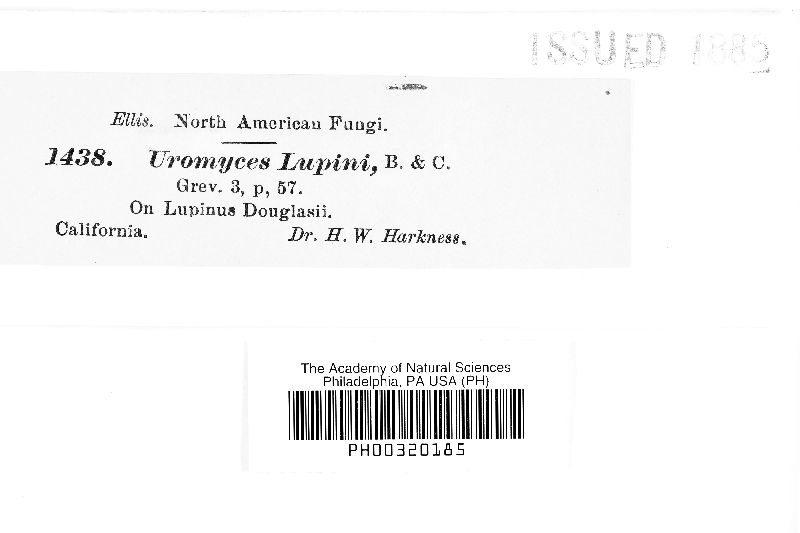 Uromyces lupini image