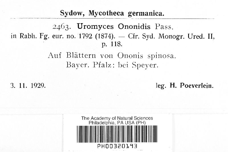 Uromyces ononidis image