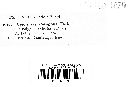 Uromyces polygoni-avicularis image