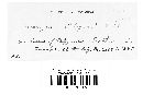 Uromyces polygoni-avicularis image