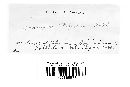Uromyces polygoni-avicularis image