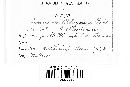 Uromyces polygoni-avicularis image