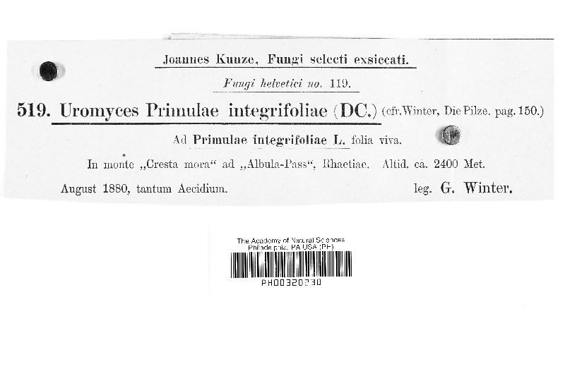 Uromyces primulae-integrifoliae image