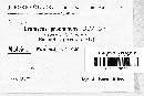 Uromyces proëminens image