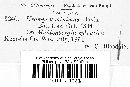 Uromyces minimus image