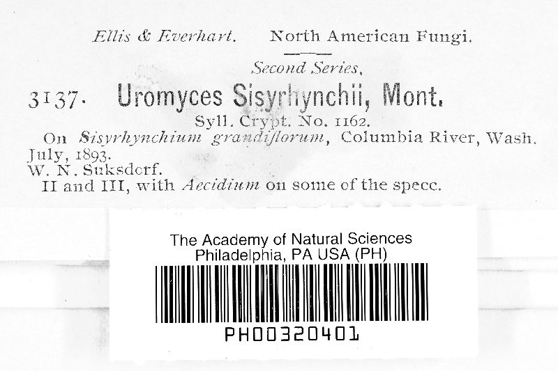 Uromyces sisyrinchii image
