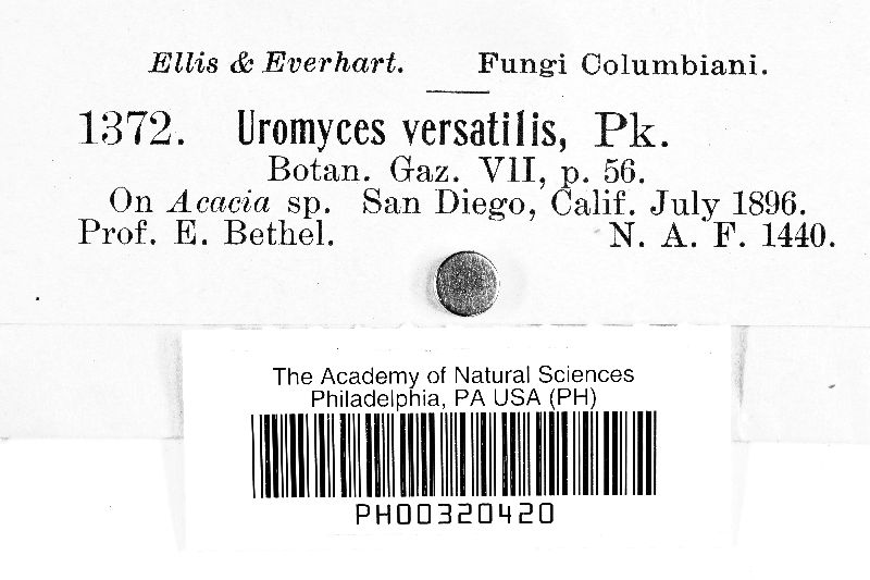 Uromyces versatilis image