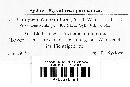 Trachyspora intrusa image