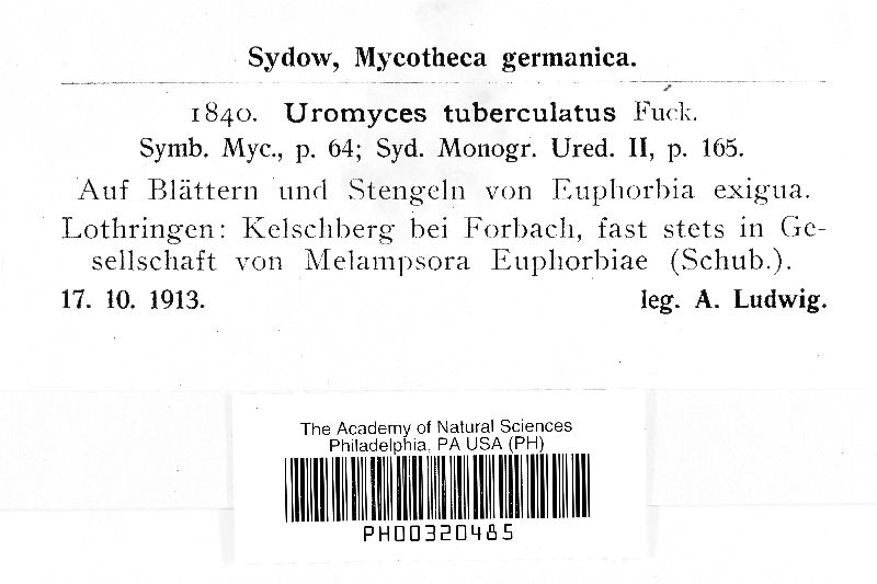 Uromyces tuberculates image