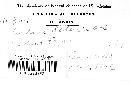 Phleogena faginea image
