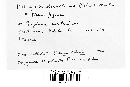 Phleogena faginea image