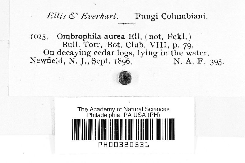 Ombrophila aurea image