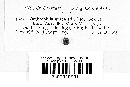 Ombrophila aurea image
