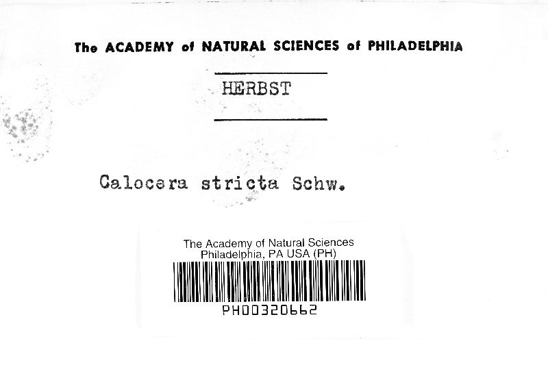 Calocera stricta image