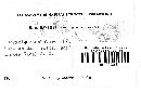 Dacryopinax spathularia image