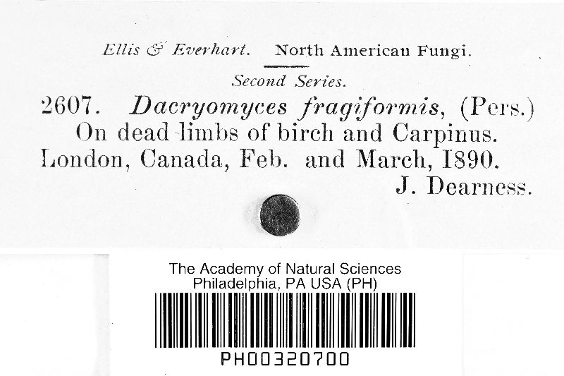 Dacrymyces fragiformis image
