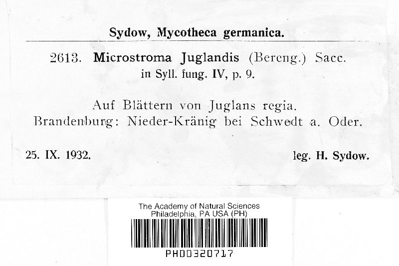 Microstroma juglandis image