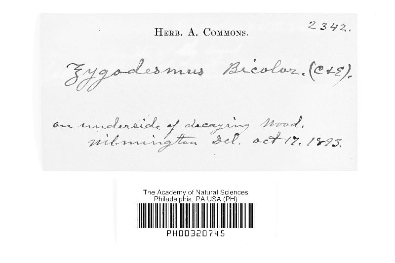 Hypochnus botryoides image