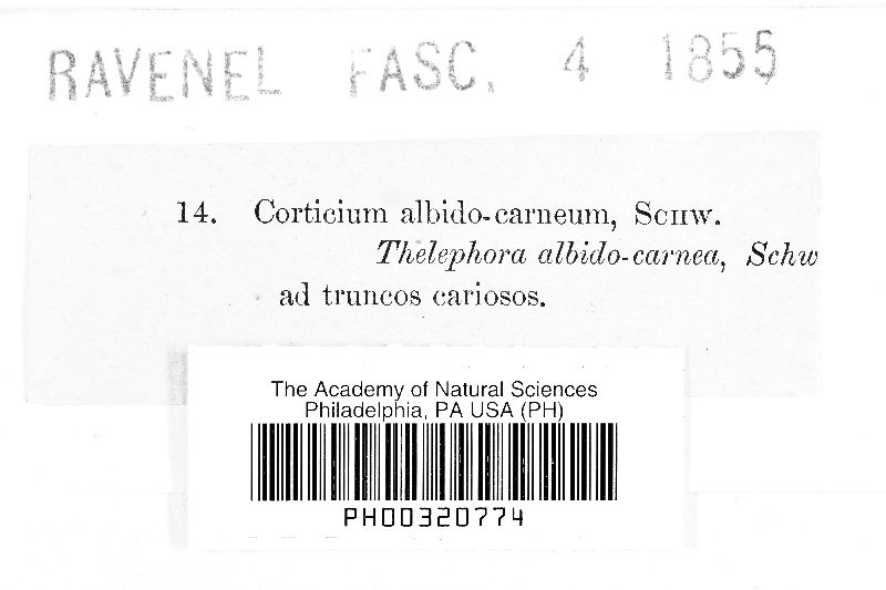 Corticium albidocarneum image