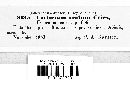 Coniophora arida image