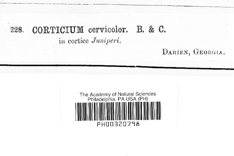 Asterostroma cervicolor image