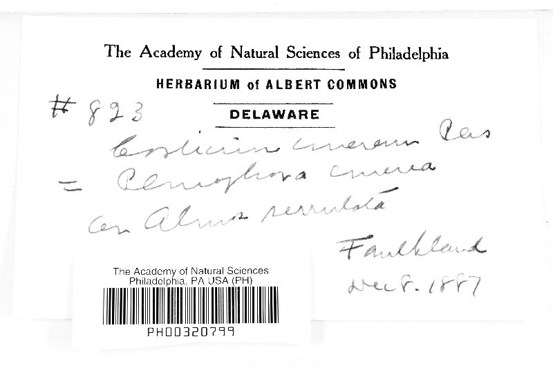 Peniophora cinerea image