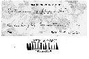 Radulomyces confluens image